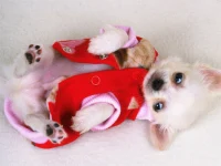 Lovely Puppy Slide image