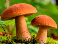 Mushroomers 2 New Season image