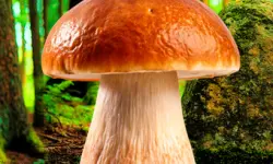 Mushroomers 2 New Season