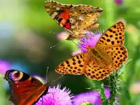 Butterfly Slide image