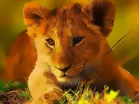 Wild Baby Animals Jigsaw image