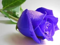 Blue Roses Puzzle image